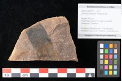 Foto (Objekt + Etikett) von Quercus palaeoilex Ettingshausen (NHMW-GEO-2024-0188-0772)